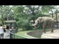 Elephant Spraying Poo on Man - ORIGINAL at Berlin Zoo