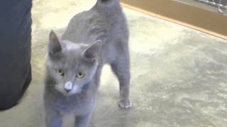 preview picture of video 'Sweet Shirley @ Jefferson County Humane Society, Wintersville, OH'