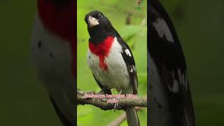Download lagu Rose-breasted Grosbeak (Pheucticus ludovicianus) #bird #wildbird #birdmania mp3