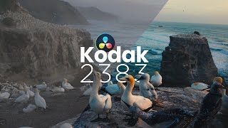 Kodak 2383 YYDS