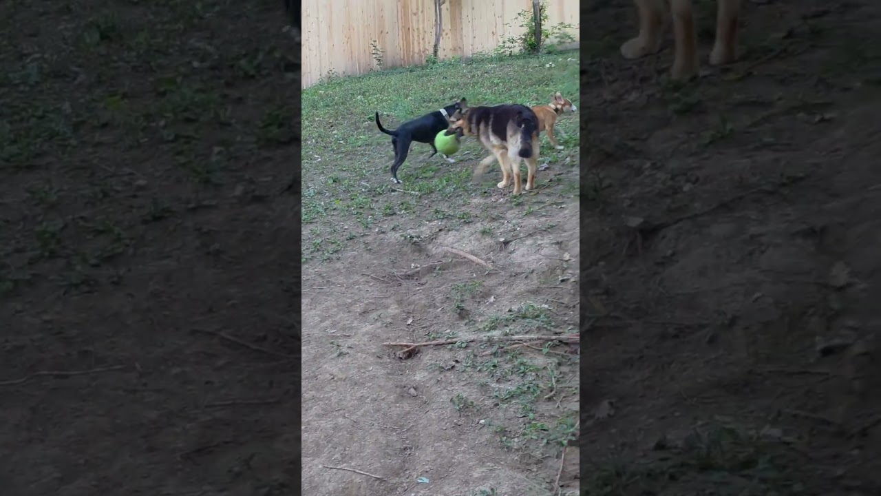 Enlarge Marco, a Adoptable Mixed Breed in Kansas City, MO video 6/6