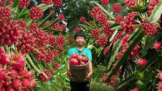 Quang Works Hard Harvesting Dragon Fruit to Earn a Living 