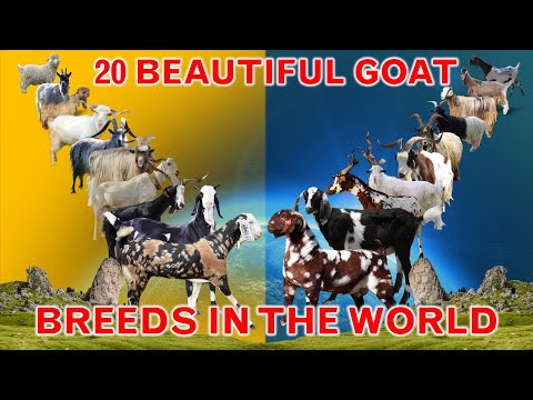 List of 20 Beautiful Goat Breeds in World