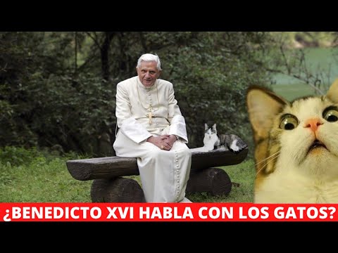 ¿BENEDICTO XVI HABLA CON LOS GATOS? Bonitas anécdotas del  Papa Emérito 🙏✝️