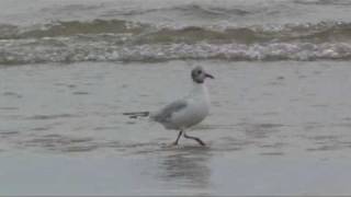 Seagull & Sea ~ Newgale beach ~ Pembrokshire Wales UK