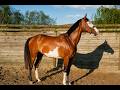 Mare Origin Recorded For sale 2022 Coloured