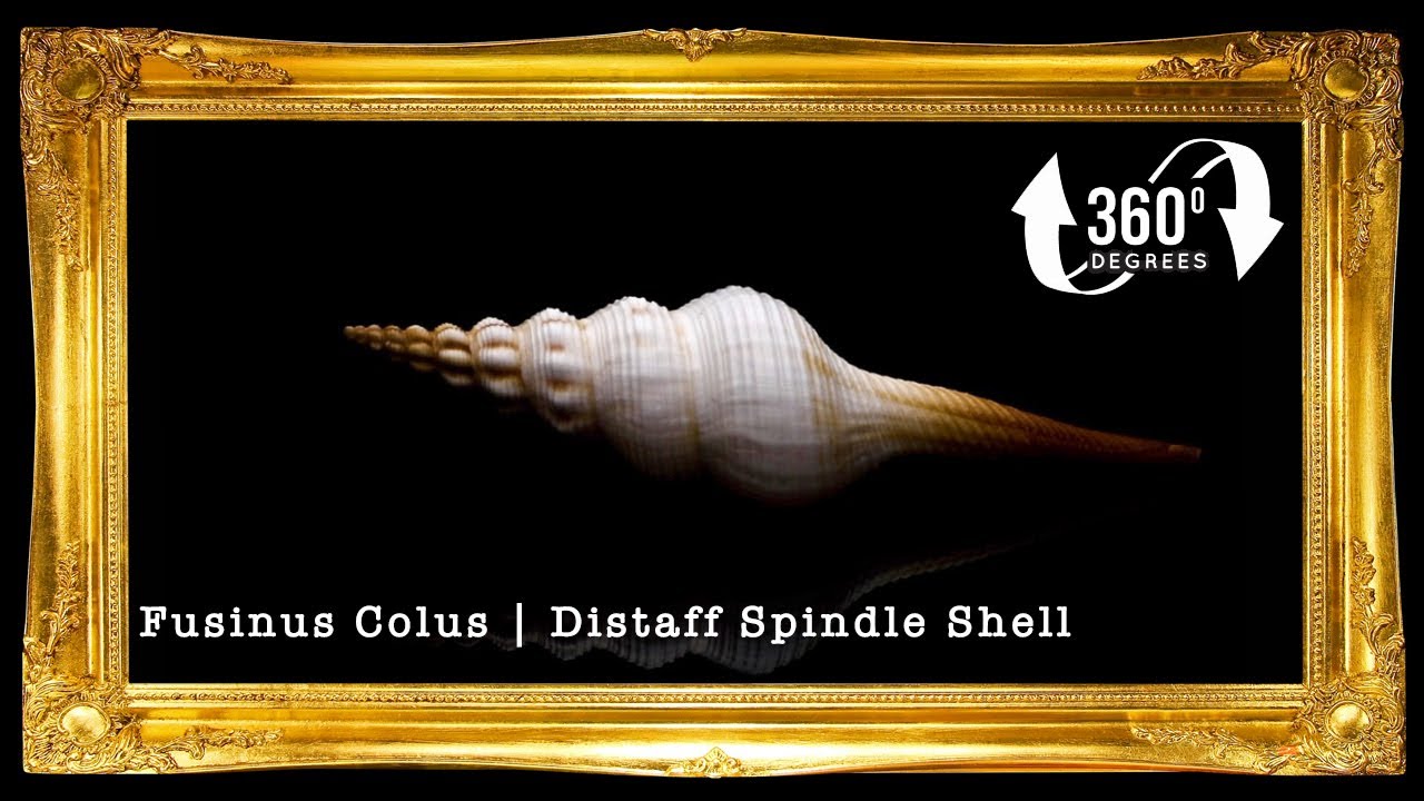 Fusinus Colus | Distaff Spindle | Pleuroploca Trapezium | 3 - 7 Inches | Large