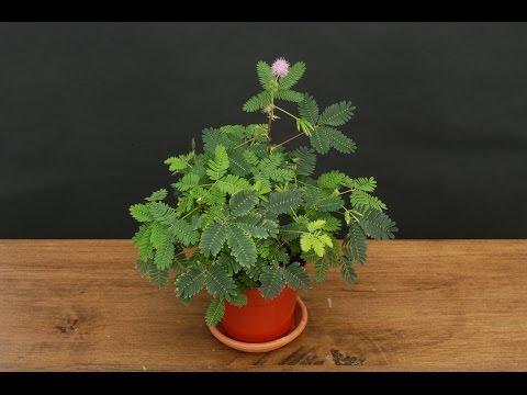 paraziták mimosa pudica pudra