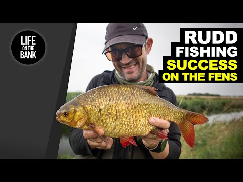 RUDD FISHING TIPS - SUCCESS on the Fens