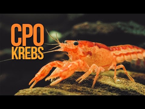 DWARF MEXICAN CRAYFISH - ORANGE | Portrait