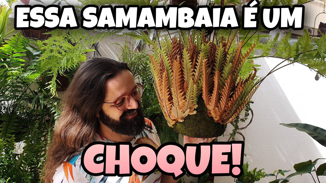 SAMAMBAIAS - DRYNARIA - conheça a samambaia mais LUXUOSA