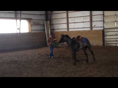 3 year old AQHA Stallion