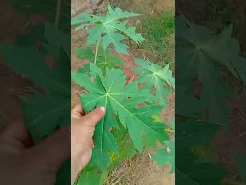 https://youtube.com/shorts/Fl0gQZzgrFQ?si=41WKSPKTXzU5MkSu