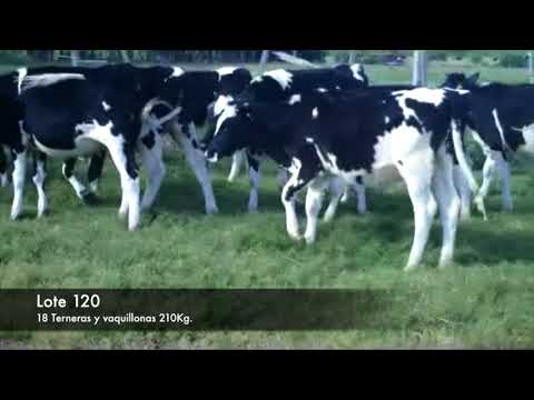 Lote 18 Vaquillonas 1 a 2 años HO 210kg -  en RINCON DE LA TORRE, R11 KM 62