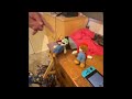 Charlie Gets His 2 Plushies Destroyed