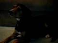 Pippin Confused By THX Sound Test