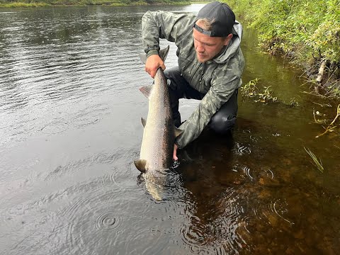 Lohen perhokalastusta osa 3! Kauden päätös.