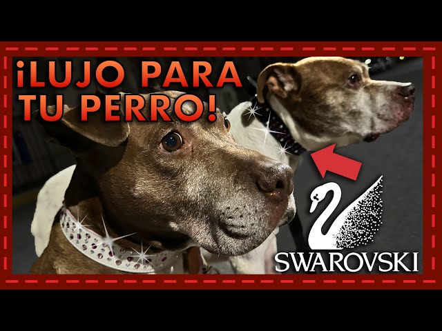Vídeo relacionado con Collar de perro con diamantes de imitación, collar para mascotas de cristal ajustable de 20 cm con cadena de extensión adicional de 5 cm, collar de perro elástico brillante