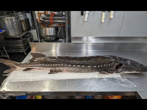 Sturgeon