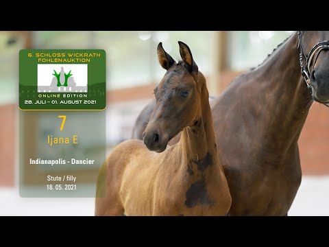 Fohlenauktion 28.7. - 01.8.2021 Katalog-Nr. 7 Ijana E SF v. Indianapolis - Dancier