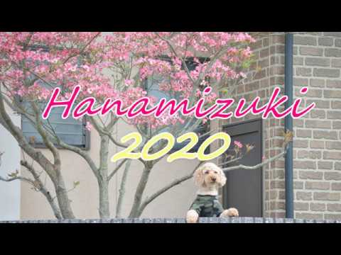 園芸 開花ハナミズキ、フロリダ ハナミズキ、ハナミズキ