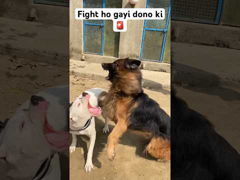 Dogoargentino vs germanshepherd🚨#dogs#doglover#fight#viral#shorts#dogoargentino#germanshepherd