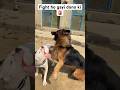 Dogoargentino Vs Germanshepherd Dogs Doglover Fight Viral Shorts Dogoargentino Germanshepherd