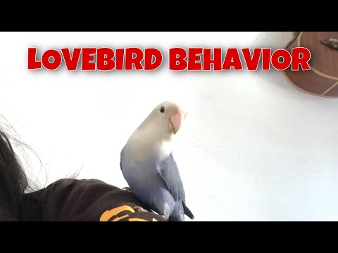 LOVEBIRD BEHAVIOR | LILO THE LOVEBIRD #lovebird #pets #parrots