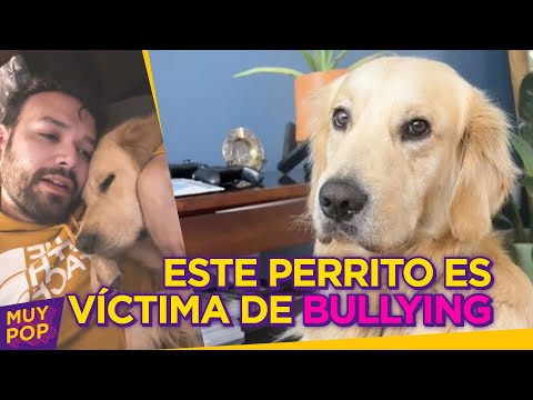 A Felipe, el perrito, le hacen 'bullying' en su guardería y su reacción te apachurrará el corazón