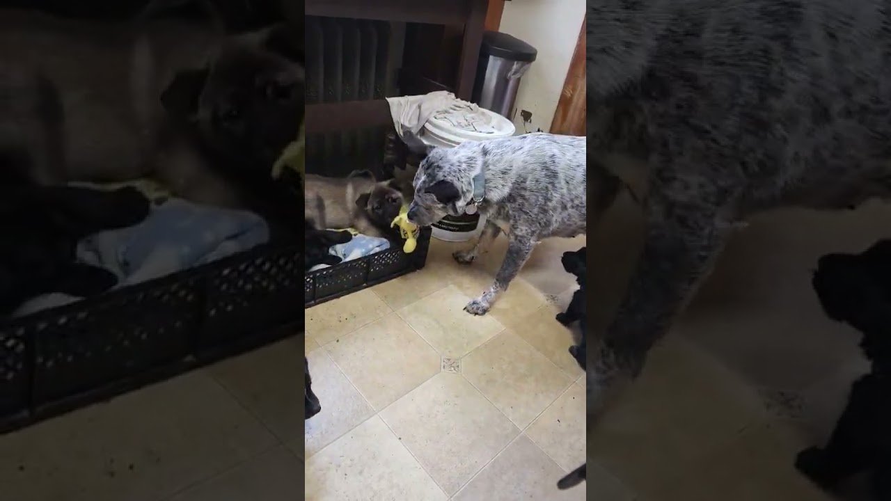 Enlarge Lemur, an adoptable mixed breed in Saint Paul, MN video 5/5