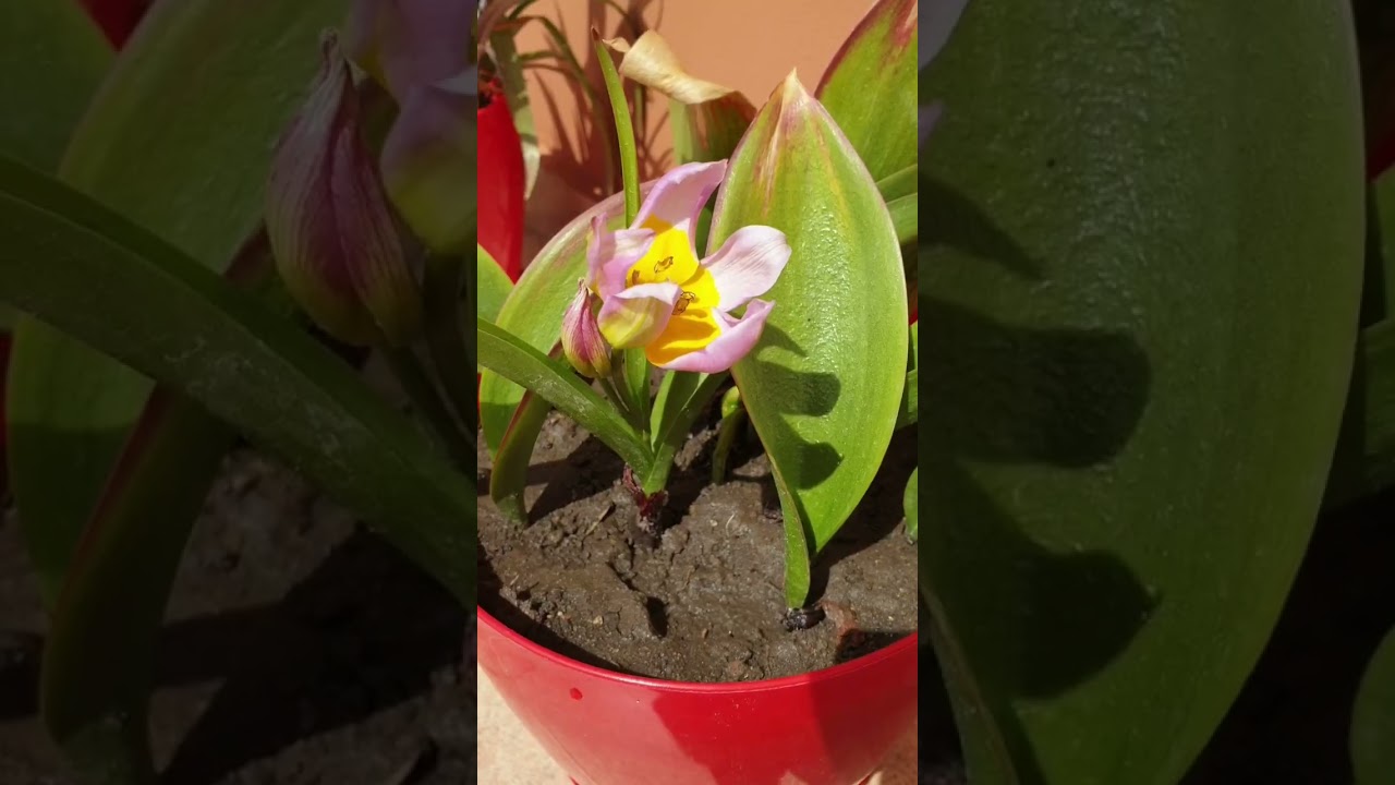 @flowerszoneforever Tulipa saxatilis