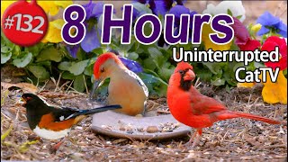 Uninterrupted CatTV 😻8 Hours of Birds 🐦 No Ads Interruptions CAT TV Calming Nature Compilation