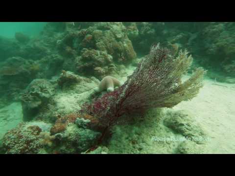 Mabul Island, Malaysia (1080HD) Travel Video