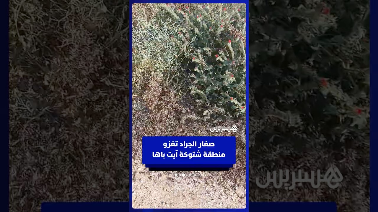 صغار الجراد تغزو منطقة اشتوكة آيت باها.. المشاهد من دوار اكي وانو جماعة امي مقورن بالإقليم thumbnail