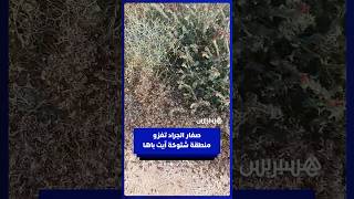 صغار الجراد تغزو منطقة اشتوكة آيت باها.. المشاهد من دوار اكي وانو جماعة امي مقورن بالإقليم thumbnail