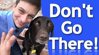 How to EFFECTIVELY Teach your Dog Boundaries