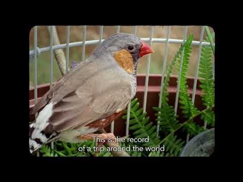 afbeelding Volta ao Mundo Quando Tinhas 30 Anos, A