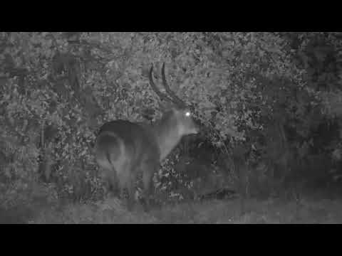 Djuma: Waterbuck bull in the rain - 21:04 - 10/31/2023