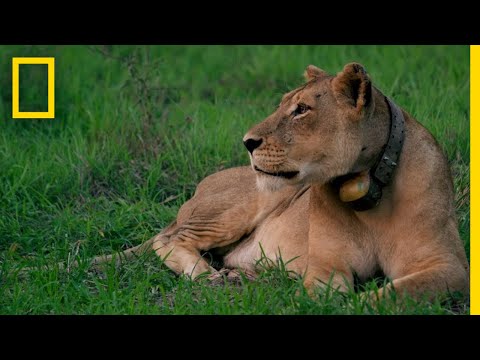 ゴロンゴサの再育成。ライオンズ｜ナショナルジオグラフィック (Rewilding Gorongosa: Lions | National Geographic)