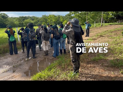 Desde el Meta, Colombia lidera el avistamiento de aves | Enlace Trece
