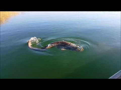 Fighting Big Catfish - Spinning - Silicon Lure - River Ebro - Som - Silure - Wels - Waller