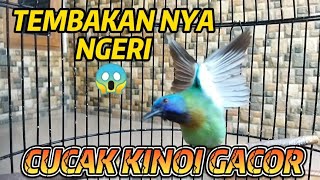 Download lagu TEMBAKANNYA NGERI❗CUCAK KINOI GACOR FULL ISIAN❗MASTERAN MURAI BATU JUARA mp3