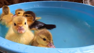 Ketika Menemukan 5 Bebek Lucu Melompat dan Berenang Renang Minum Air Dikolam Warna Pelangi