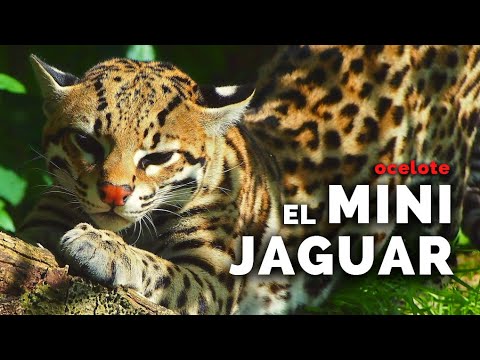 FAN de la NOCHE (ocelote)