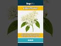 elderflower - a tiny, white flower that... video thumbnail