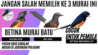 Download lagu NGAK RIBET !! BETINA MURAI BEGINI YANG COCOK UNTUK PEMULA mp3