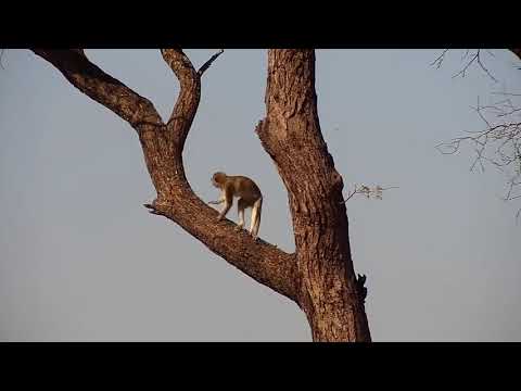 Djuma: Vervet Monkeys in tree - 10:10 - 06/27/21