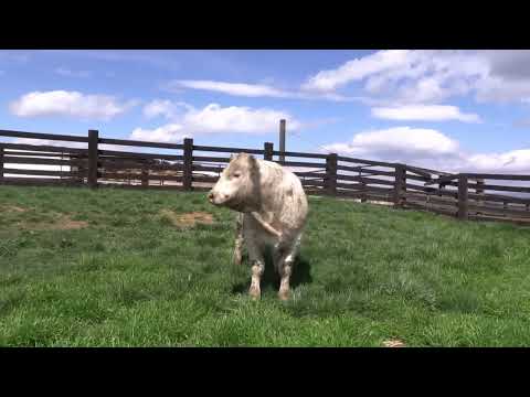 Q4Q Lot 46 - CMC Windstorm 521 P ET