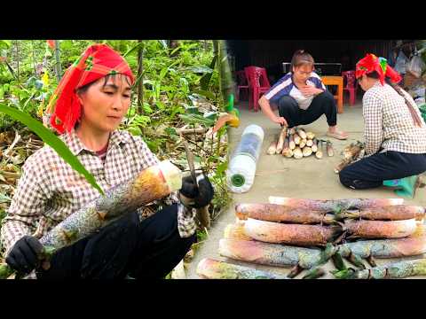 A single mother searches for and harvests sweet bamboo shoots to sell and improve her life.