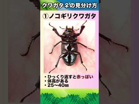 カリウム石鹸2022の簡単な作り方